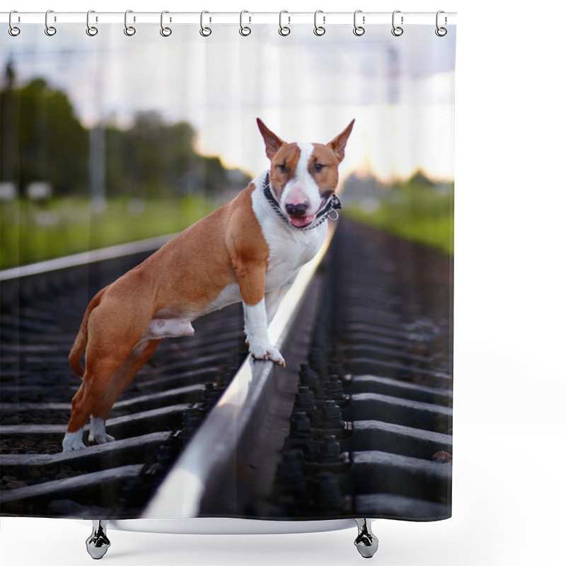 Personality  Bull Terrier On Rails. Shower Curtains