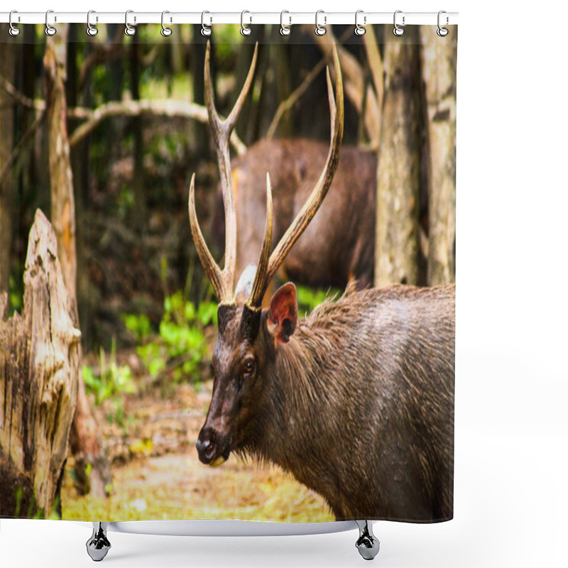 Personality  Sambar Deer, Native In The Forest Of Cambodia But Now Considered Endangered Due To Habitat Loss Shower Curtains