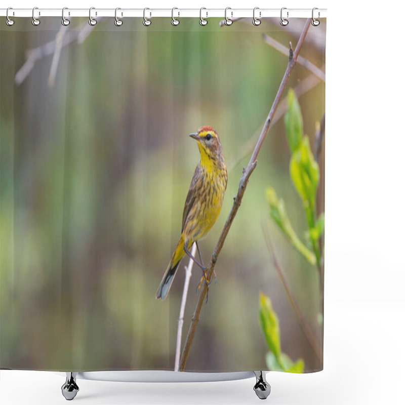 Personality  Close Up View Of Palm Warbler Bird In Magee Marsh Wildlife Area In Northern Ohio Shower Curtains