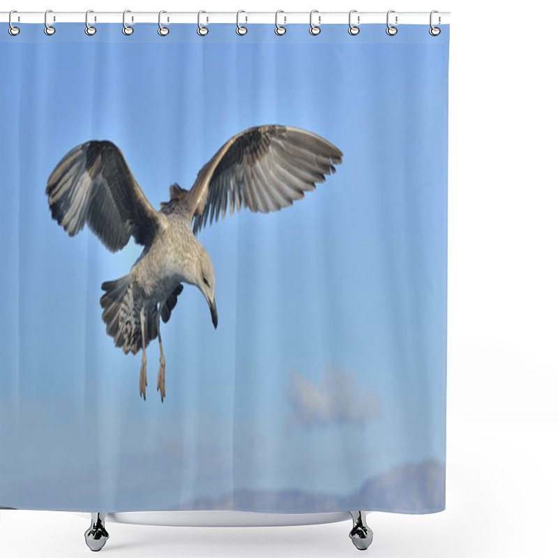 Personality  Flying Juvenile Kelp Gull Shower Curtains