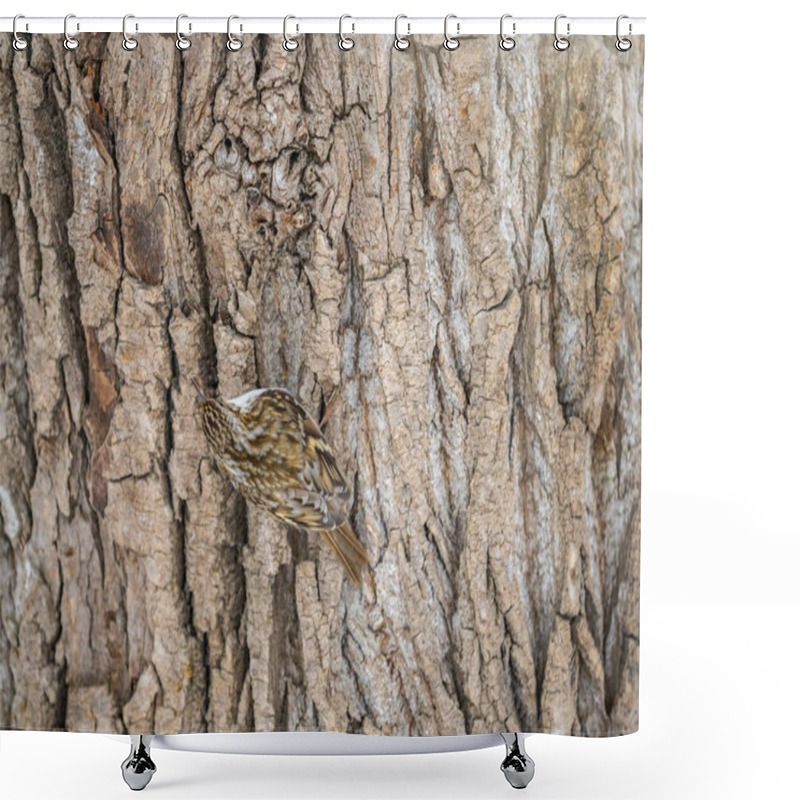 Personality  Little Bird Eurasian Treecreeper Crawling On A Tree. Cute Interesting Forest Bird Treecreeper. Nature Background. The Eurasian Treecreeper Or Common Treecreeper, Lat. Erthia Familiaris Shower Curtains