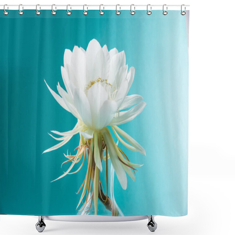 Personality  Saussurea Obvallata / Brahma Kamal Flower Or White Lotus, It Is Native To The Himalayas And Uttarakhand, India, Isolated Shower Curtains