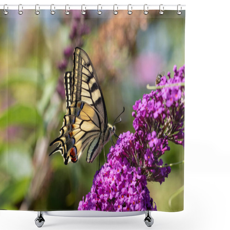 Personality  A Close Up Macro Portrait Of A Papilio Machaon Butterfly, Also Known As The Queen Page. It Is Sitting On A Branch With Purple Flowers Of The Butterfly Bush. Shower Curtains