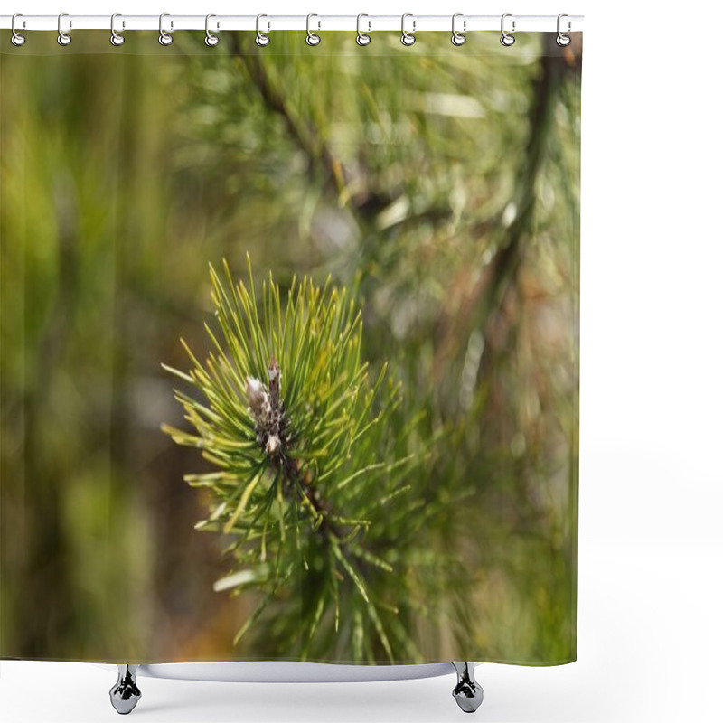 Personality  Green Fir Branches In Sunlight  A Symbol Of New Year And Holiday Spirit Shower Curtains