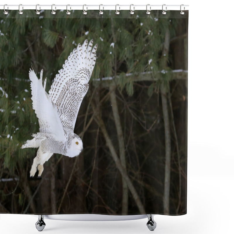 Personality  Flying Snowy Owl Shower Curtains