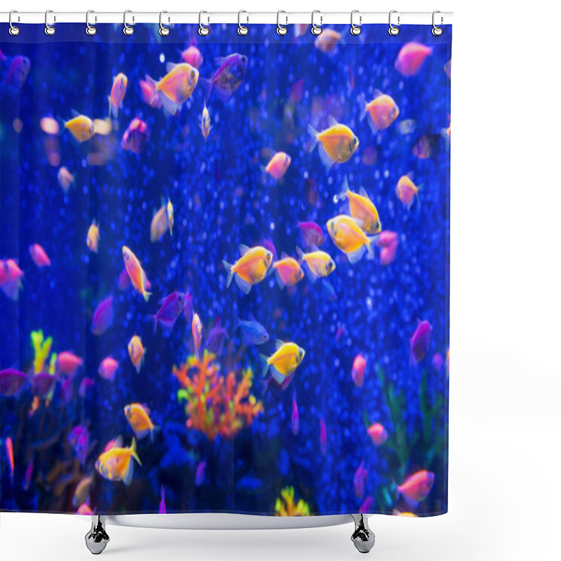 Personality  Tropical Fishes In Aquarium As Nature Underwater Sea Life Background Shower Curtains