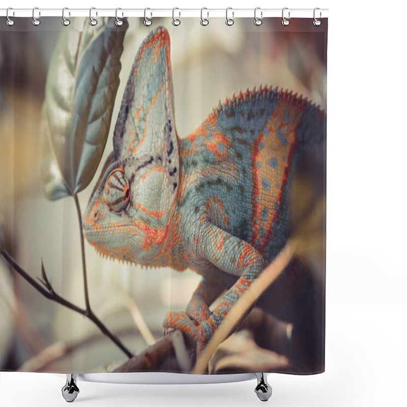 Personality  Yemen Chameleon Shower Curtains