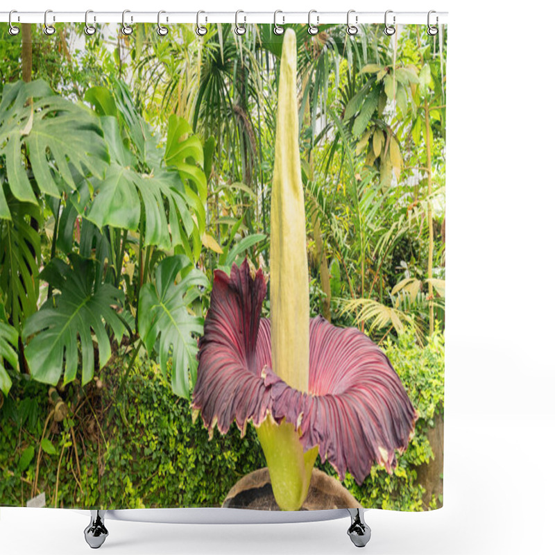 Personality  Zurich, Switzerland, May 24, 2023 Titan Arum Or Amorphophallus Titanum At The Botanical Garden Shower Curtains