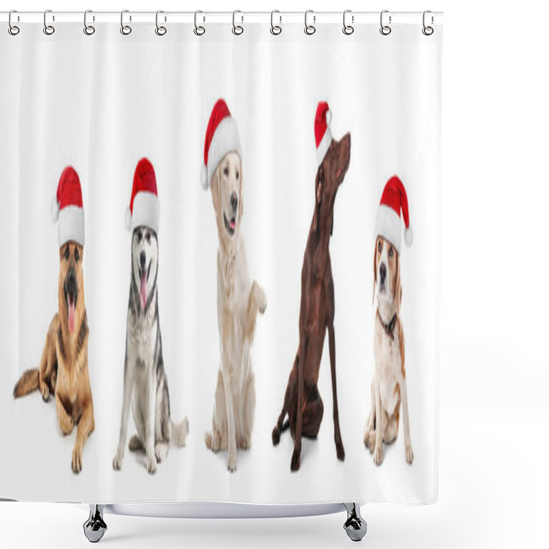 Personality  Row Of Cute Dogs With Santa Claus Hats On White Background. Christmas Concept  Shower Curtains