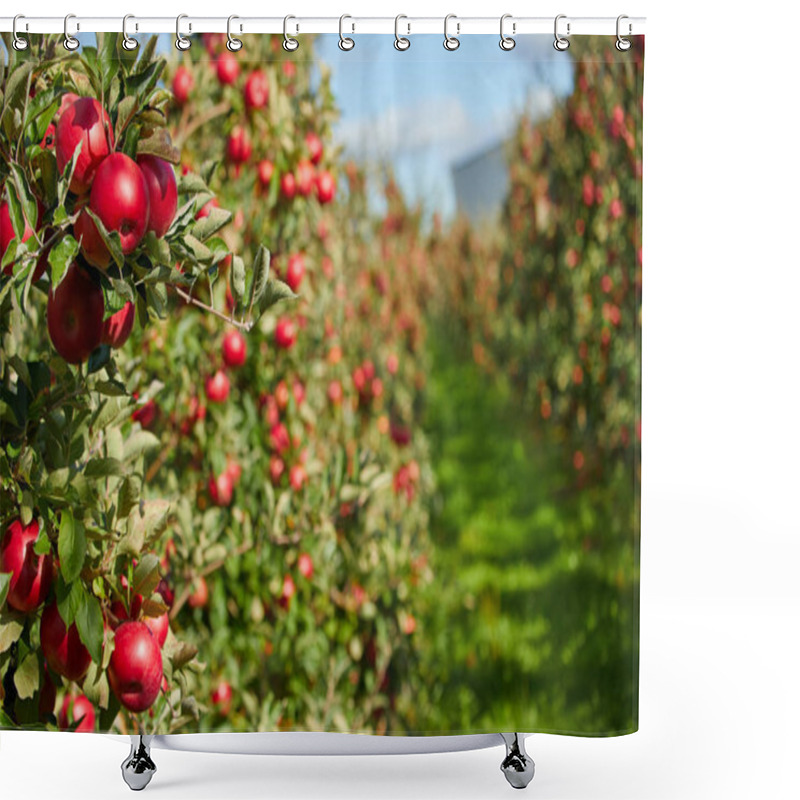 Personality  Shiny Delicious Apples Hanging From A Tree Branch In An Apple Orchard Shower Curtains