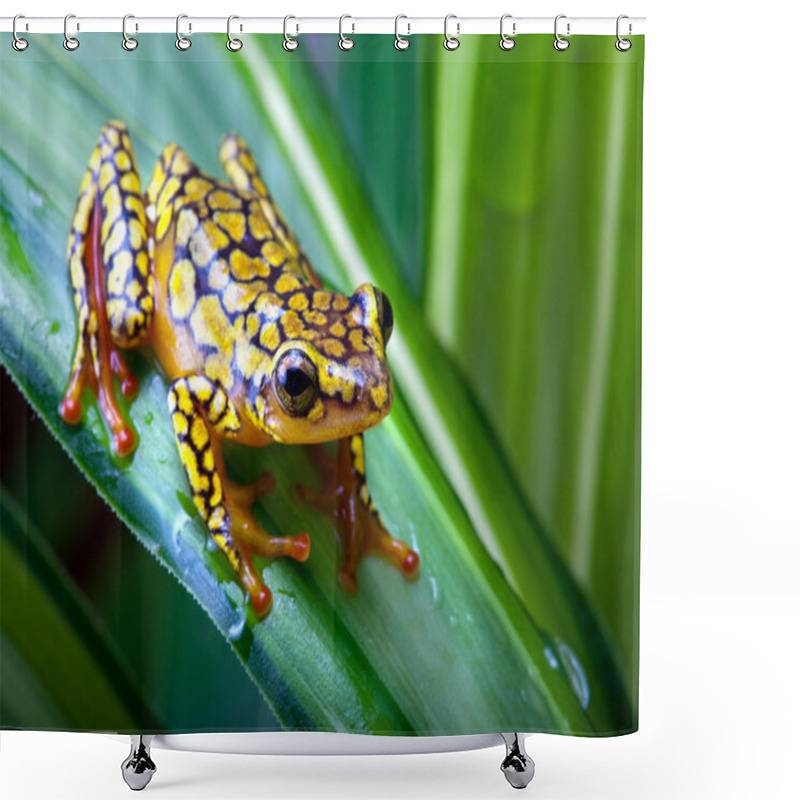 Personality  Harlequin Poison Dart Frog Shower Curtains