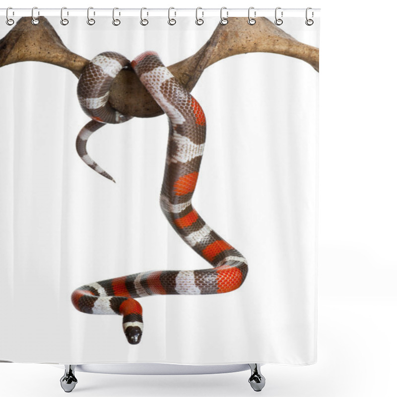 Personality  Pueblan Milk Snake Or Campbell's Milk Snake Shower Curtains