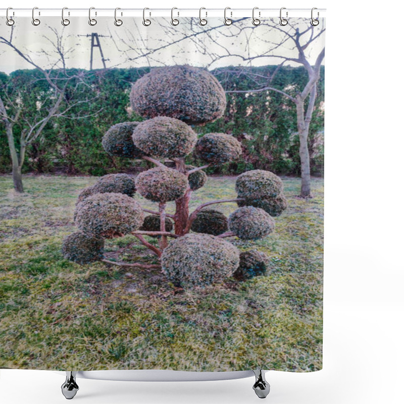 Personality  A Unique Topiary Tree With Round Shapes Set In A Serene Garden Landscape. This Artistic Horticulture Showcases Creativity And Nature's Beauty. Shower Curtains