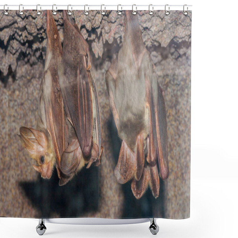 Personality  Australian Ghost Bats At Roost Shower Curtains