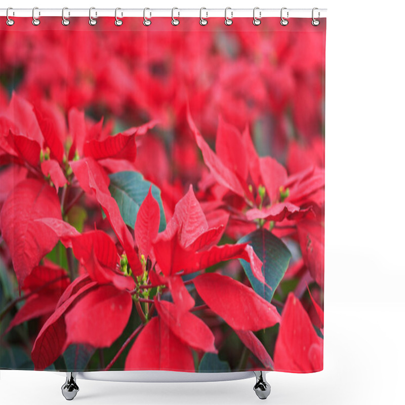 Personality  Christmas Flowers Shower Curtains