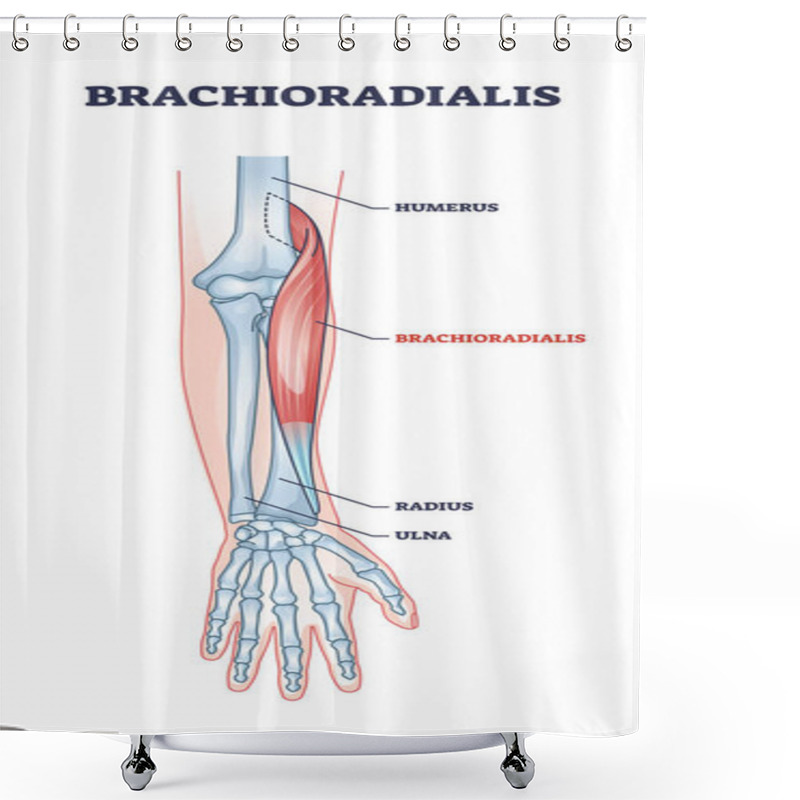 Personality  Brachioradialis Muscle Medical Location With Anatomical Bones Outline Diagram Shower Curtains