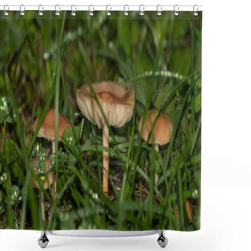 Personality  Tiny Orange Mushrooms Sprout From The Wet, Green Grass, Highlighted By Morning Dew, Showcasing The Intricate Beauty Of A Damp Forest Floor Shower Curtains