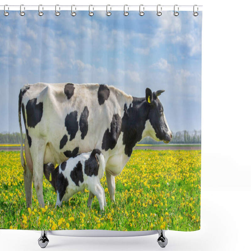 Personality  Cow And Drinking Calf In Dutch Meadow With Dandelions  Shower Curtains