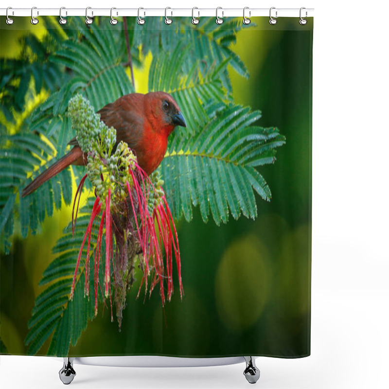 Personality  Red-throated Ant-Tanager Shower Curtains