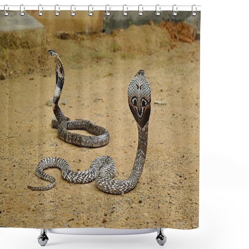 Personality  Two cobras lying on brown ground shower curtains