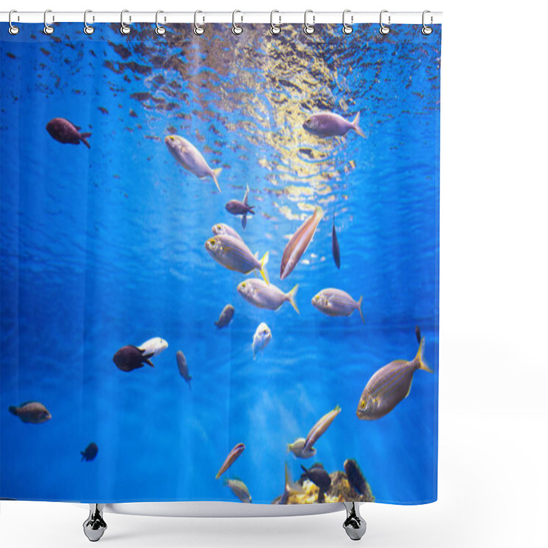 Personality  School Of Tuna Fish Shower Curtains