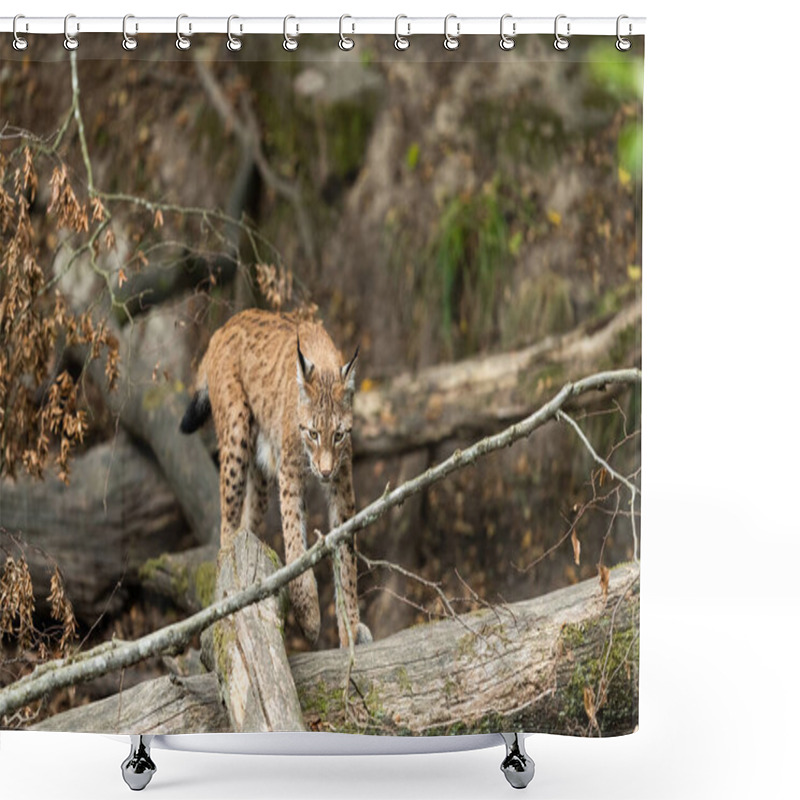 Personality  Lynx Walking In The Forest Shower Curtains