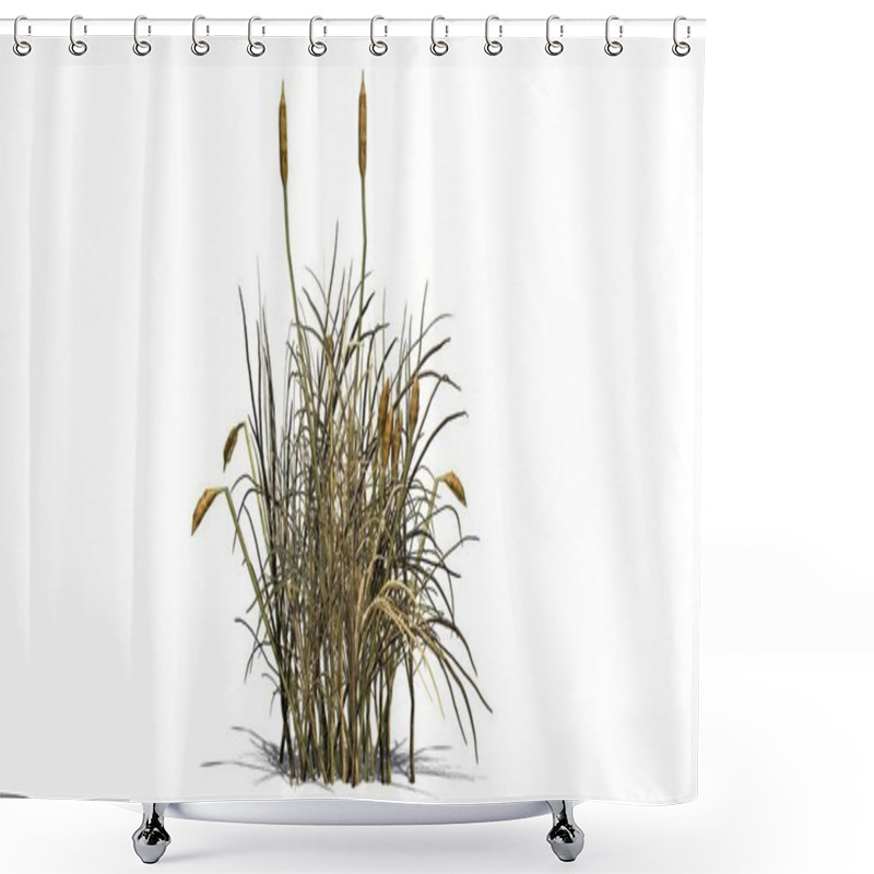 Personality  Cattail Plant In The Autumn - Isolated On White Background Shower Curtains