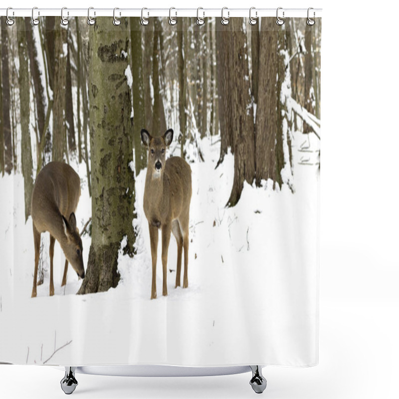 Personality  The White-tailed Deer (Odocoileus Virginianus), Also Known As The Whitetail Or Virginia Deer  Shower Curtains