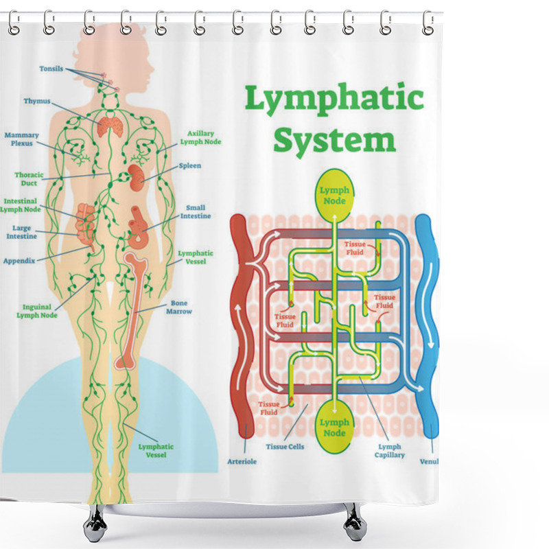 Personality  Lymphatic System Anatomical Vector Illustration Diagram, Educational Medical Scheme. Shower Curtains