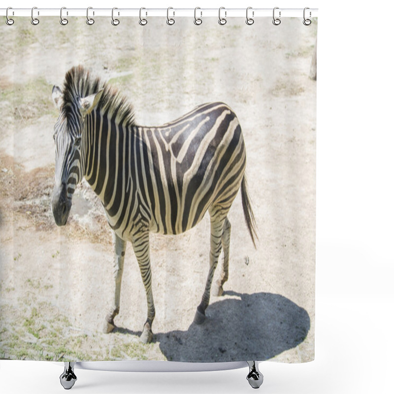 Personality  A Lone Zebra Walking In The Savannah Shower Curtains