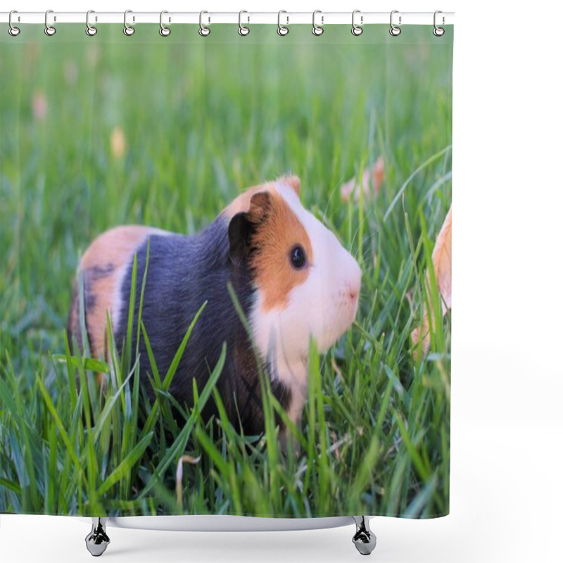 Personality  Cute, Healthy Guinea Pig Grazing In A Grassy Field. Shower Curtains