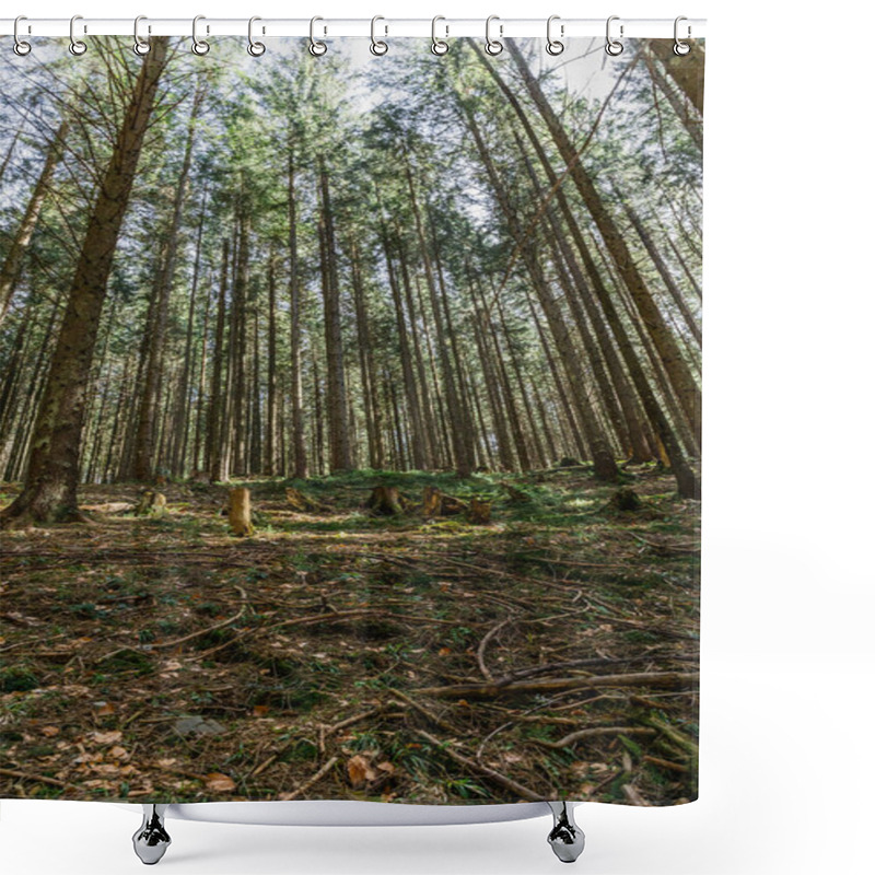 Personality  Wide Angle View Of Wooden Branches On Ground In Evergreen Forest  Shower Curtains