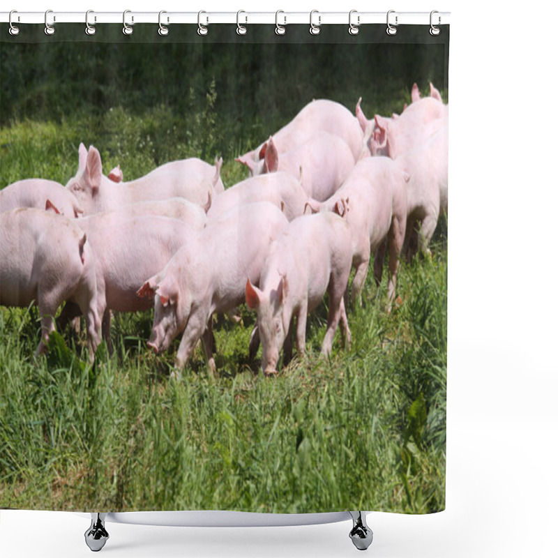 Personality  Little Young Piglets On Green Meadow  Shower Curtains