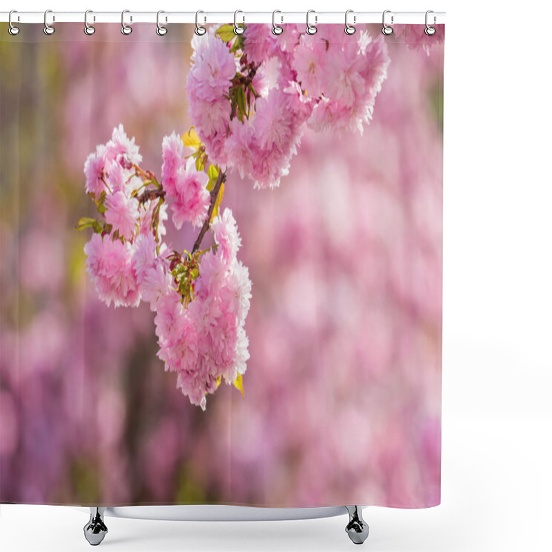 Personality  Pink Flowers Of Sakura Branches Above Grass Shower Curtains