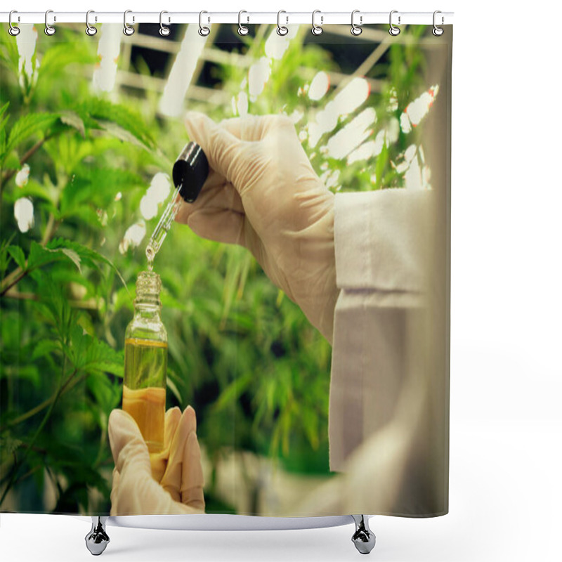 Personality  Closeup Gratifying Cannabis Plant In Curative Indoor Cannabis Farm. Scientist Inspecting CBD Oil Extracted From Cannabis Plant With A Dropper Lid For Cannabis Research. Shower Curtains