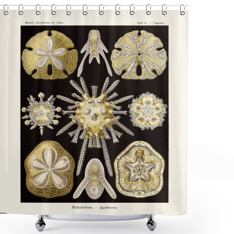 Personality  Sea Urchin - ERNST HAECKEL -19th Century - Antique Zoological Illustration.Illustrations Of The Book : Art Forms In Nature - Publication Date: 1899 Shower Curtains