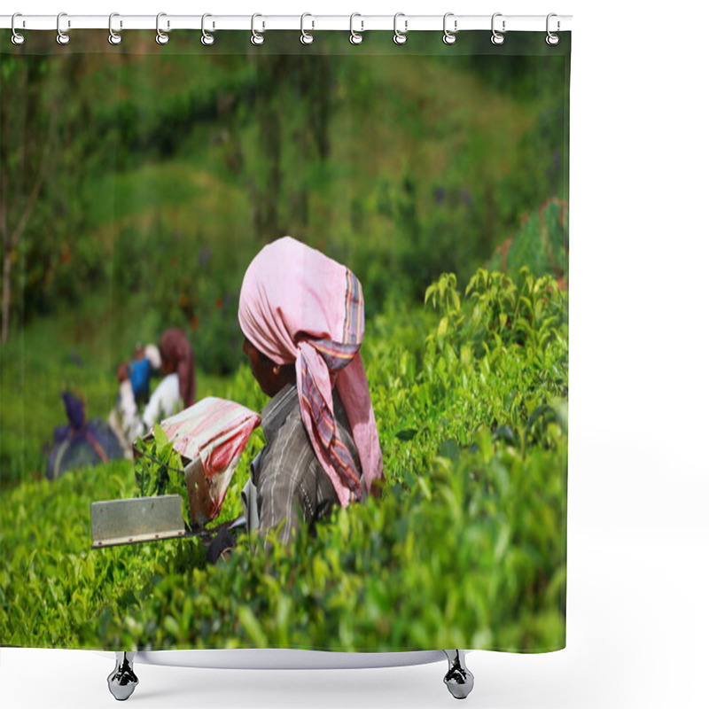 Personality  Woman Picking Tea Leaves In A Tea Plantation, Munnar Is Best Known As India Shower Curtains