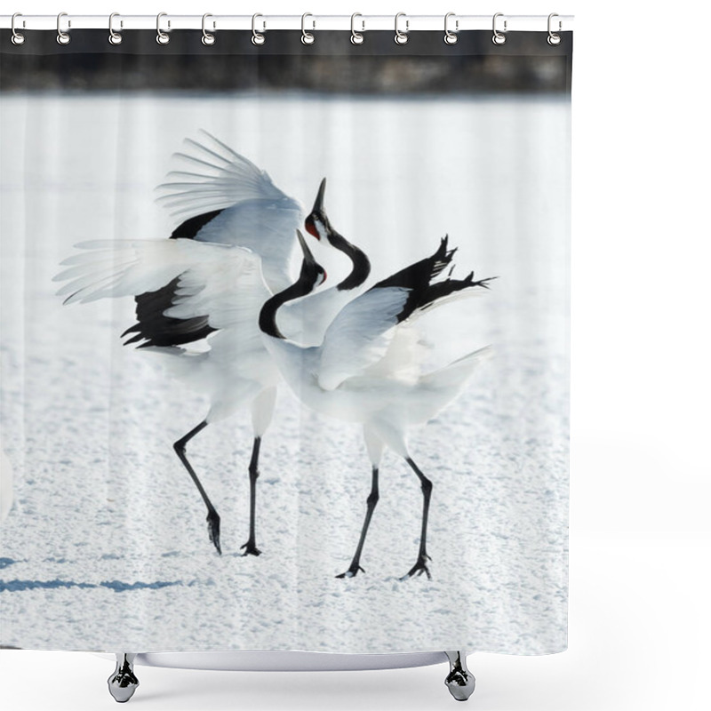 Personality  Dancing Cranes. The Ritual Marriage Dance Of Cranes. The Red-crowned Cranes. Scientific Name: Grus Japonensis, Also Called The Japanese Crane Or Manchurian Crane, Is A Large East Asian Crane. Shower Curtains