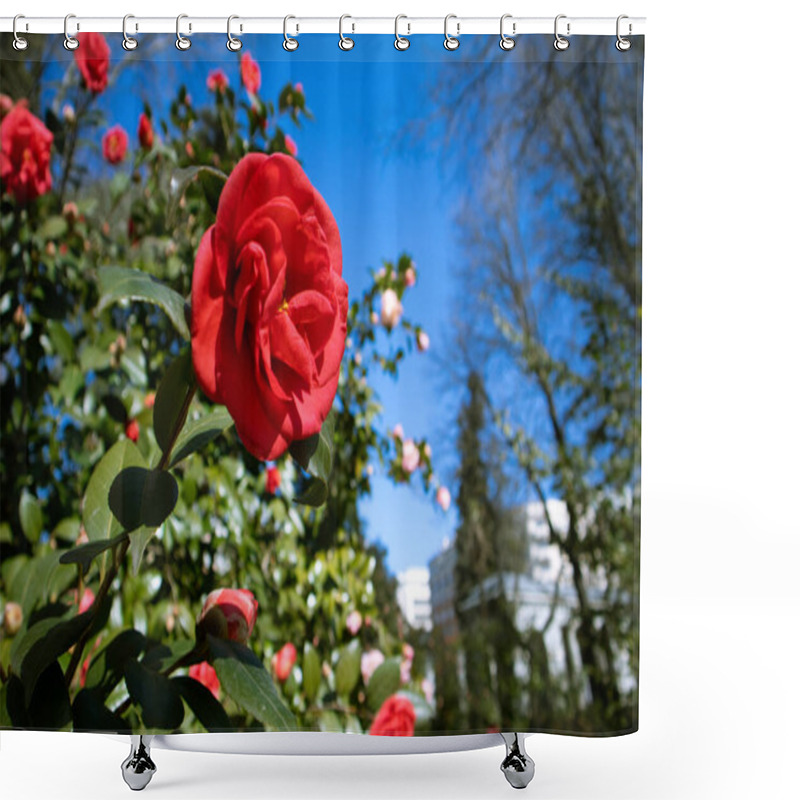 Personality  Pink Red Camellia Flowers. Camellia Japanese Flower Buds On A Blossoming Bush In Spring Summer Garden. Tender Petals Among Green Leaves. Floral Background With Selective Focus. Macro Flower Bloom. Shower Curtains