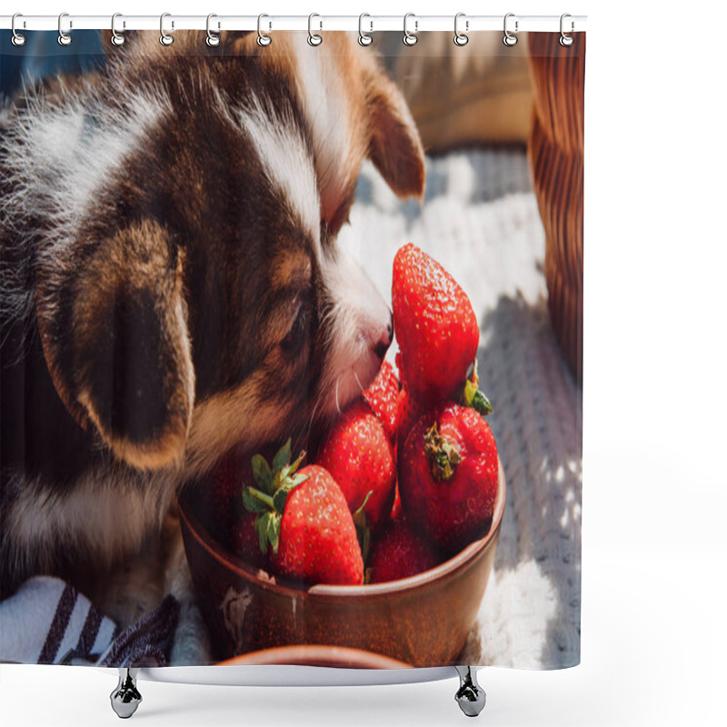 Personality  Cute Puppies Eating Strawberries Together From Bowl During Picnic At Sunny Day Shower Curtains