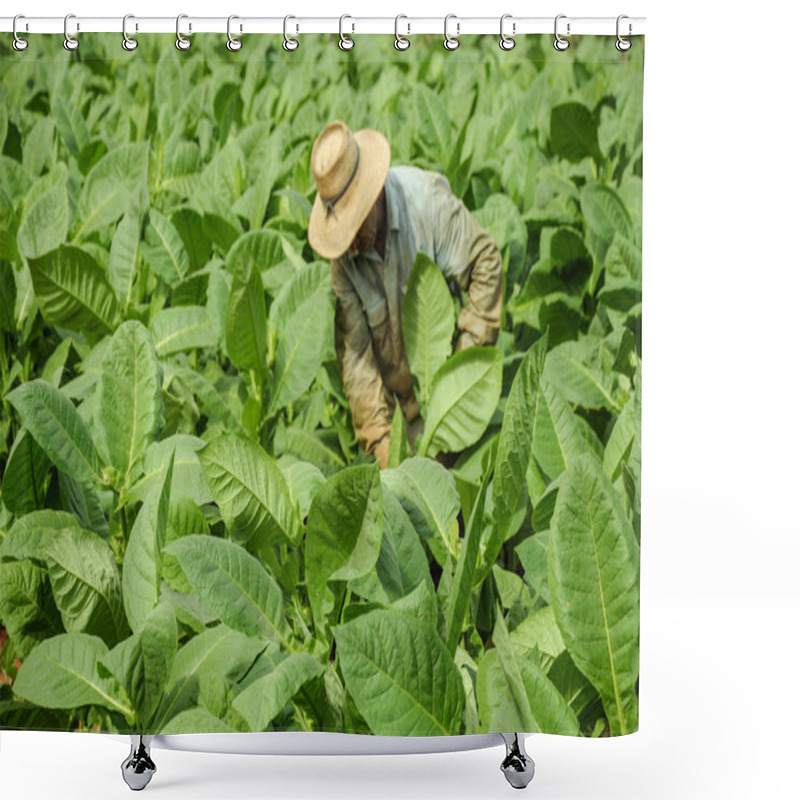 Personality  Tobacco Fields In Cuba Shower Curtains