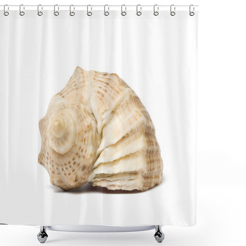 Personality  Sea Shell Isolated On White Background. Studio Shot. Close Up. Shower Curtains