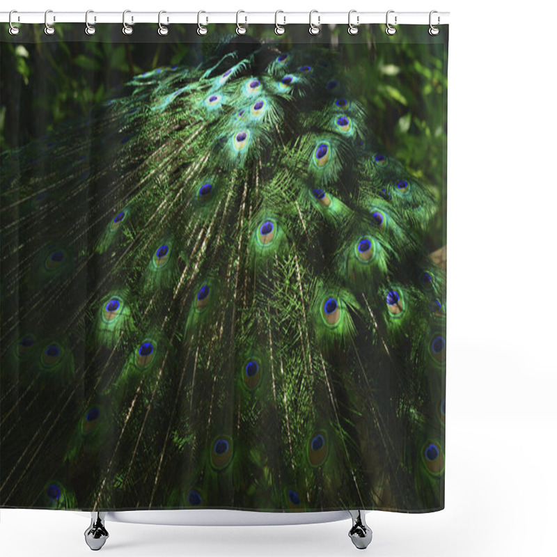 Personality  Beautiful Peacock Feathers  Background, Close Up Shower Curtains