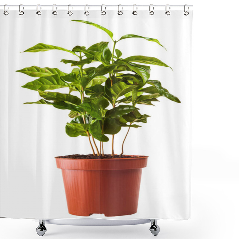 Personality  Young Green Sprouts Bush Of Coffee In The Terra-cotta Pot Isolated On White Background Shower Curtains