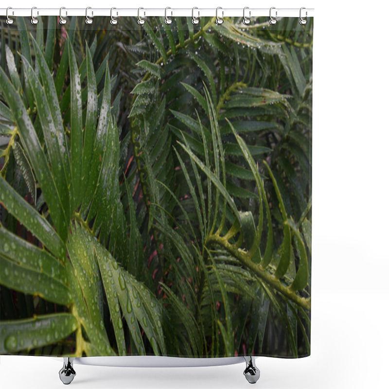 Personality  Wet Tropical Green Cycad Leaves (Encephalartos Sp.), Pretoria, South Africa Shower Curtains