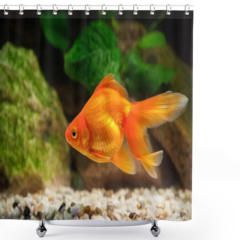 Personality  Goldfish In Aquarium With Green Plants, And Stones Shower Curtains