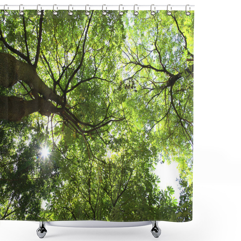 Personality  Green Trees In Deep Forest  Shower Curtains