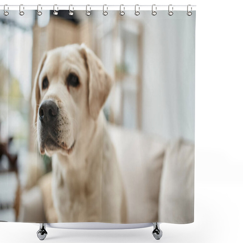 Personality  Furry Domestic Animal, Cute Labrador Looking Away In Living Room Inside Of Modern Apartment Shower Curtains