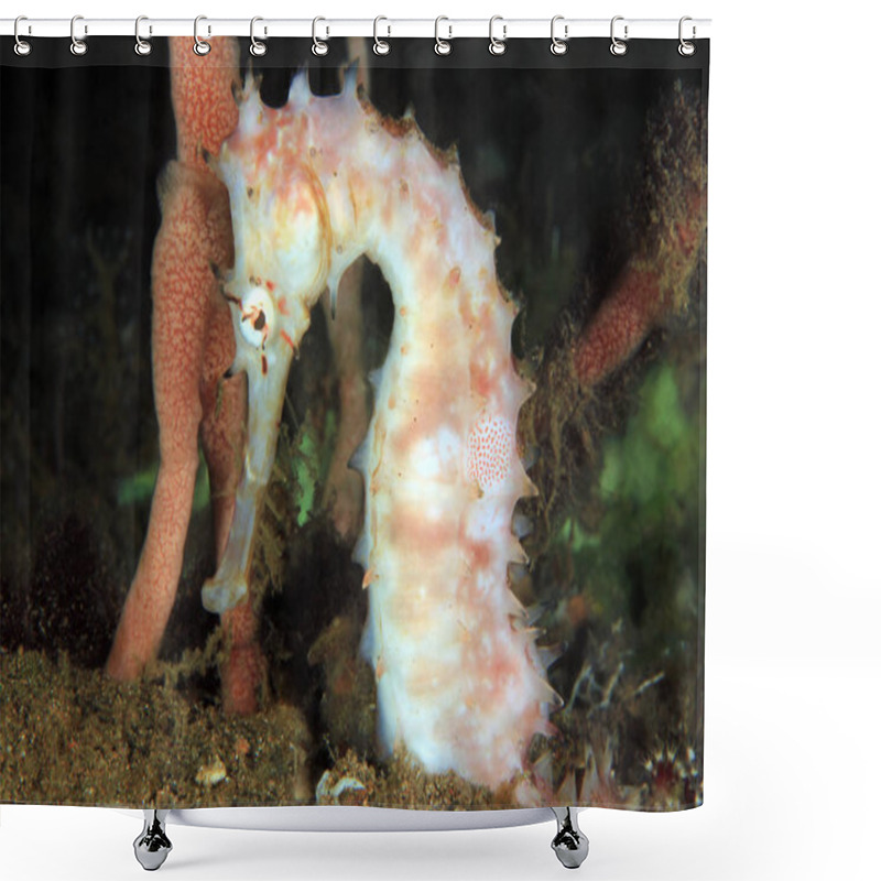 Personality  White Spiny Seahorse (Thorny Seahorse, Hippocampus Hystrix). Anilao, Philippines Shower Curtains