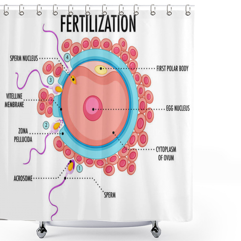 Personality  Diagram Showing Fertilization In Human Illustration Shower Curtains